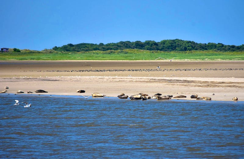 Seehundbänke an der Nordsee - ©Martin Buechner - Eberhardt TRAVEL