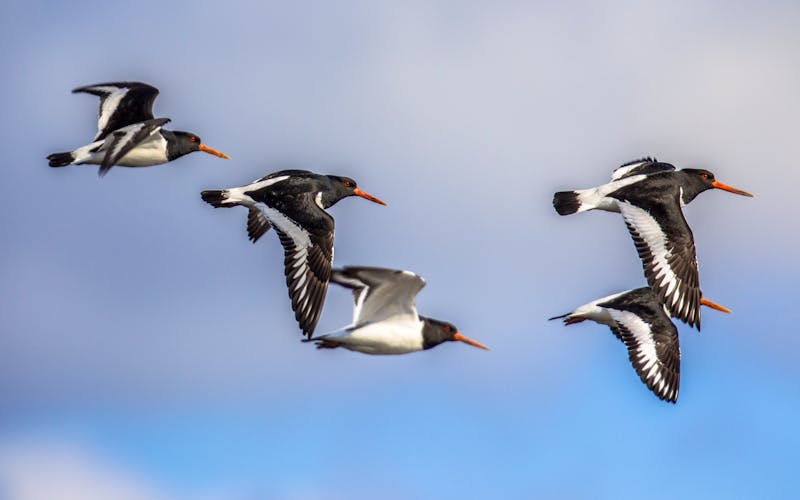 Austernfischer an der Nordsee - ©Creative Nature - stock.adoe.com