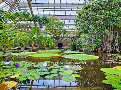 Hortus Botanicus in Leiden - Holland &ndash; &copy; Olga Yastremska, New Africa, Africa Studio - stock.adobe.com