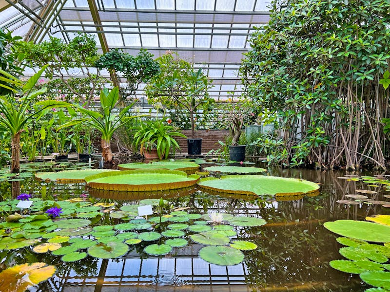 Hortus Botanicus in Leiden - Holland - ©Olga Yastremska, New Africa, Africa Studio - stock.adobe.com