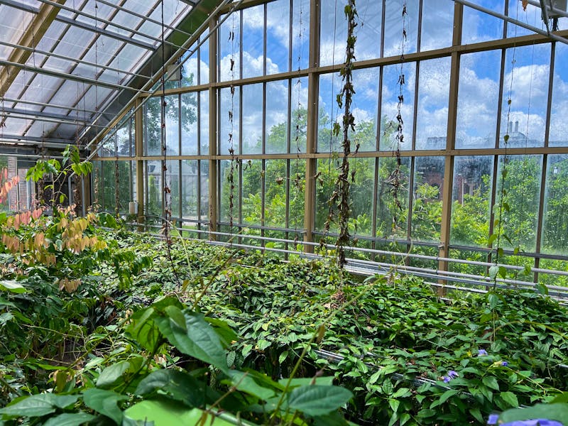 Gewächshaus im Hortus Botanicus Leiden - ©Olga Yastremska, New Africa, Africa Studio - stock.adobe.com