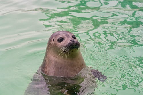 Seehundstation &ndash; &copy; ©patriciahofmeester2008 - stock.adobe.com