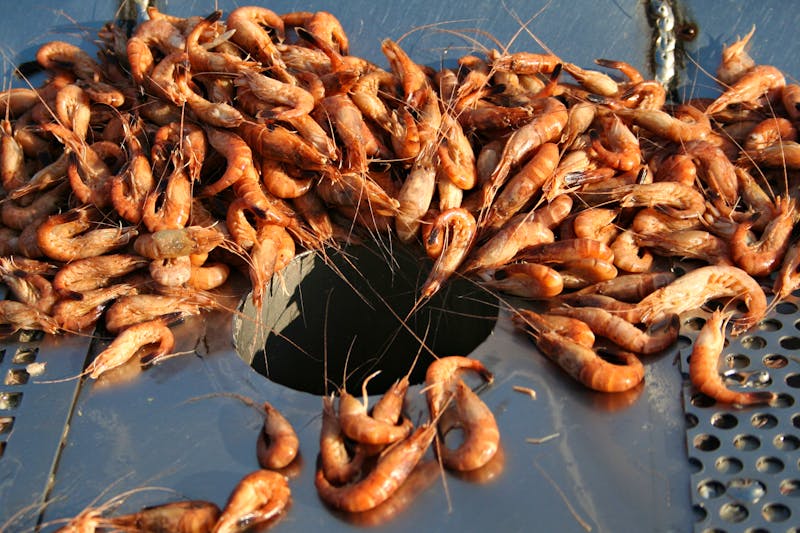 fangfrische Krabben aus der Nordsee - ©SINNBILD Design - stock.adobe.com
