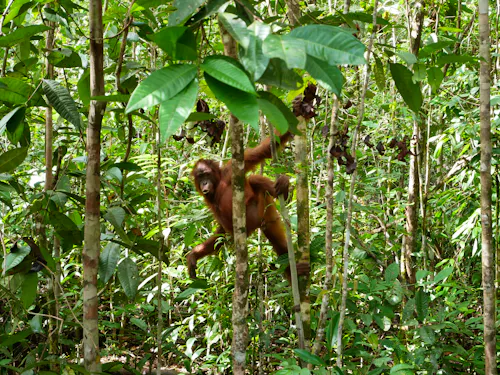 Orang Utan im Nationalpark Tanjung Puting - Borneo &ndash; &copy; GiudittaMicol - stock.adobe.com
