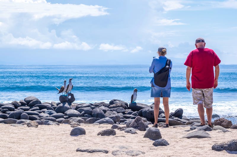 Blaufußtölpel auf der Insel North Seymour - Galapagos - ©chiyacat - stock.adobe.com