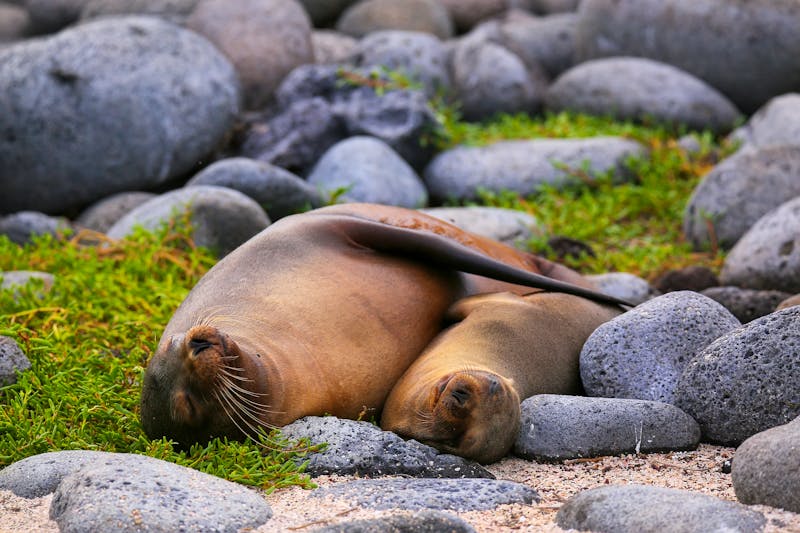 Seelöwen auf der Galapagos-Insel North Seymour - ©www.DonMammoserPhoto.com - stock.adobe.com