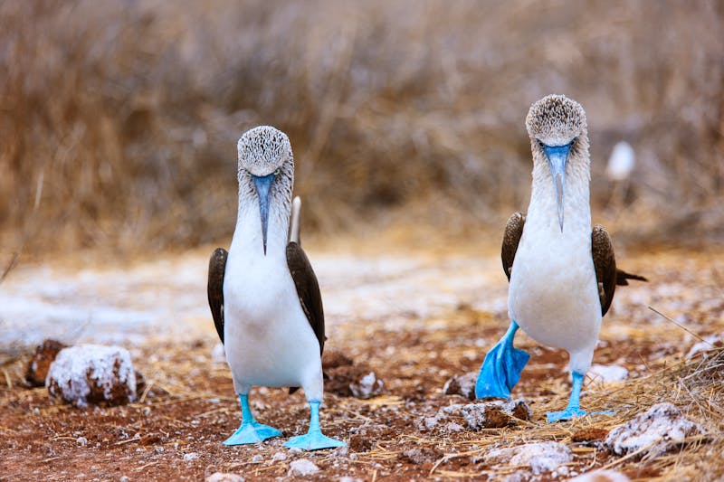 Blaufußtölpel auf der Insel North Seymour - Galapagos - ©BlueOrange Studio - stock.adobe.com