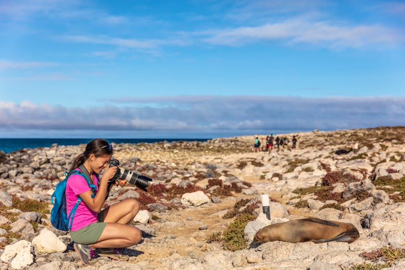 Seelöwe auf der Insel Nord Seymour - Galapagos - ©Maridav - stock.adobe.com