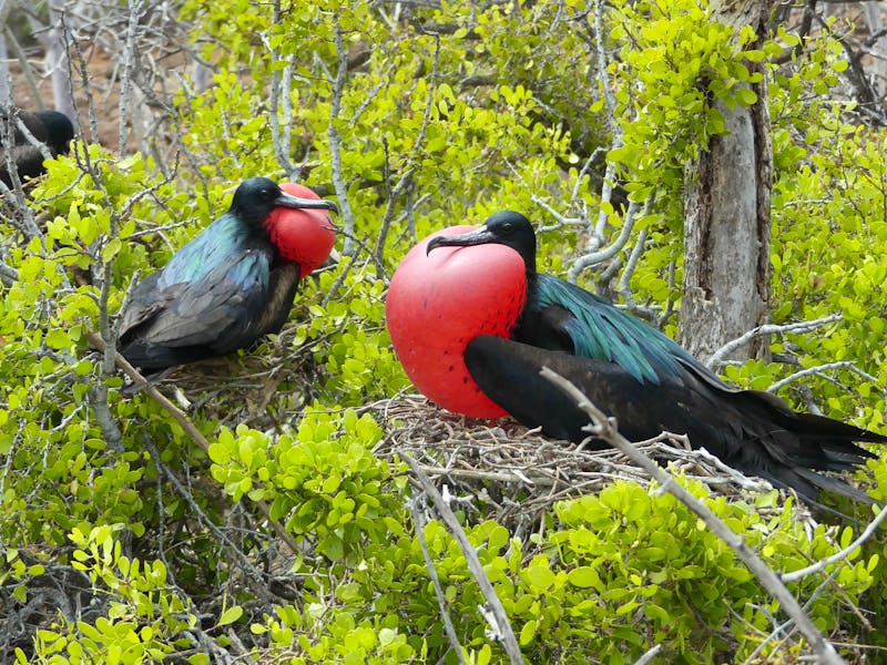 Prachtfregattvögel auf der Galapagos-Insel Seymour - ©Wirestock Creators - stock.adobe.com