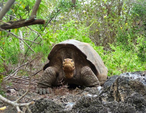 Galapagos-Riesenschildkröte in der Charles Darwin-Forschungsstation – © Betina Marinow - Eberhardt TRAVEL