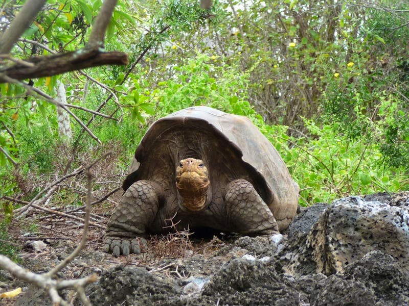 Galapagos-Riesenschildkröte in der Charles Darwin-Forschungsstation - ©Betina Marinow - Eberhardt TRAVEL