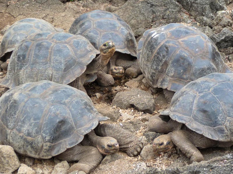 Galapagos-Riesenschildkröten in der Charles Darwin-Forschungsstation - ©Betina Marinow - Eberhardt TRAVEL