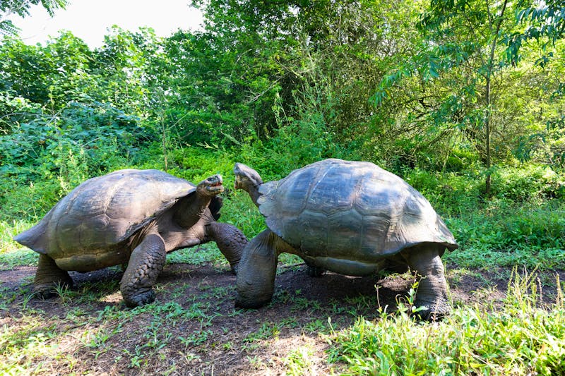 Galapagos-Riesenschildkröten auf Santa Cruz - ©Záruba Ondrej - stock.adobe.com