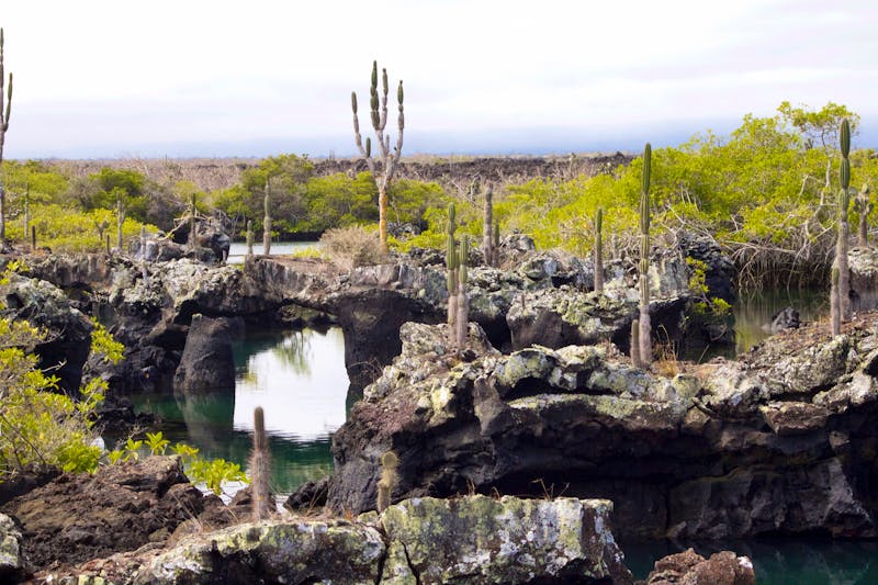 Los Tuneles auf den Galapagos Inseln - ©chemistkane - stock.adobe.com