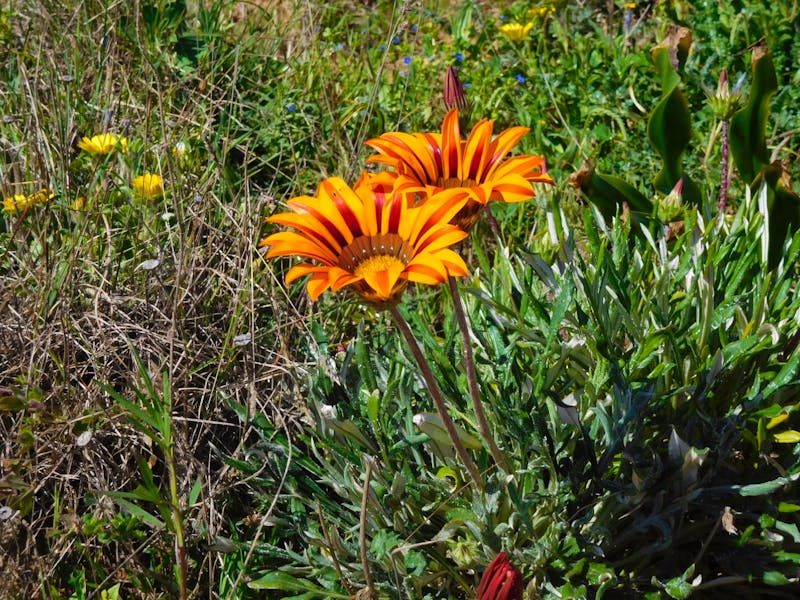 Blumen am Wegesrand bei der Wanderung nach Praia da Luz - ©Karolin Kühn - Eberhardt TRAVEL