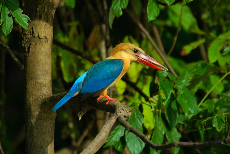 Kingfisher am Kinabatangan Fluss auf Borneo - ©Rich Lindie - stock.adobe.com