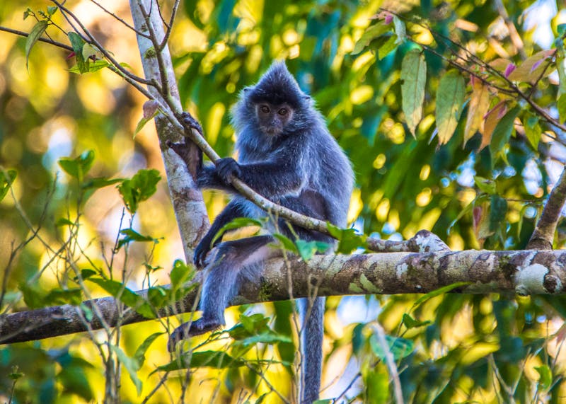 Affe am Kinabatangan Fluss in Borneo - ©Lukas - stock.adobe.com