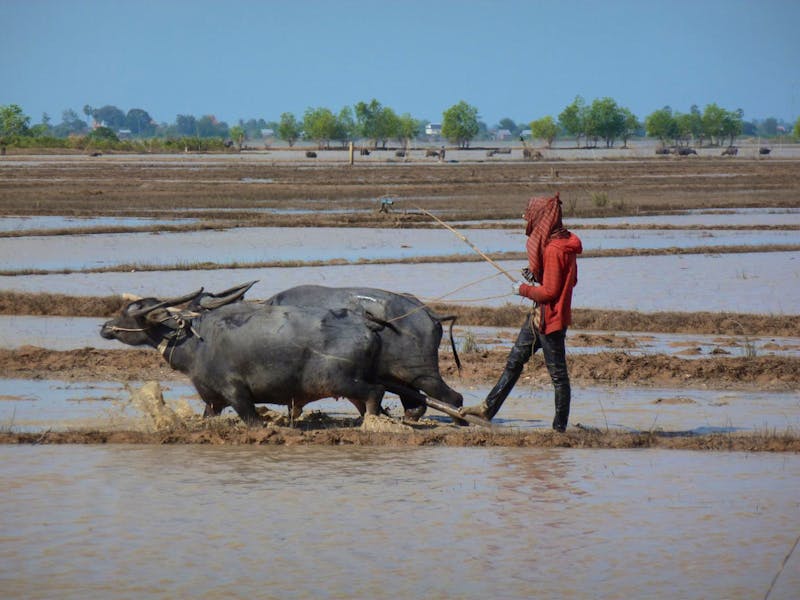 Auf dem Weg nach Siem Reap - Bauer mit Wasserbüffeln - ©Ralf Mehnert - Eberhardt TRAVEL