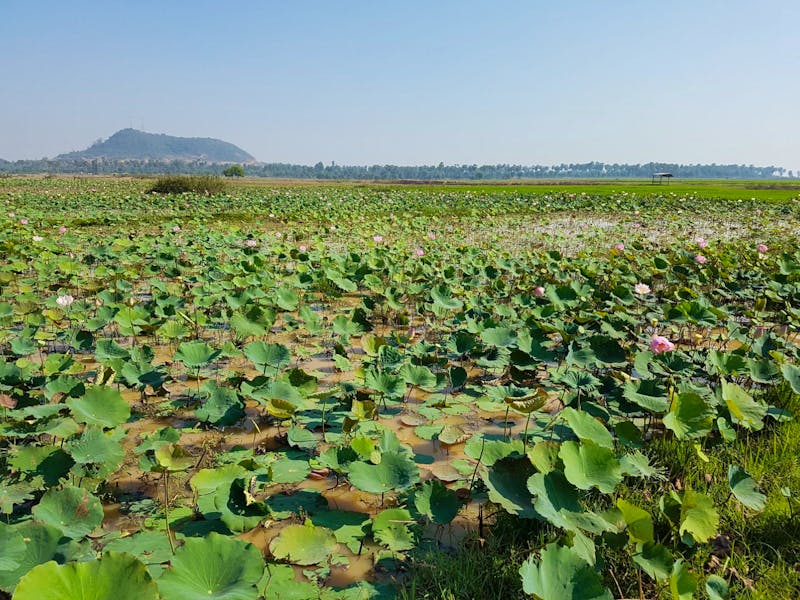Reise nach Siem Reap - Lotusteich - ©Jörg Nesse - Eberhardt TRAVEL