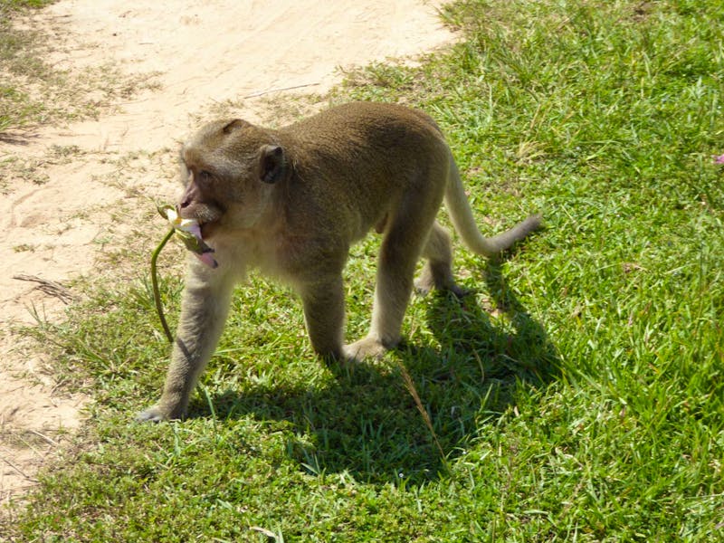 Affe mit Lotusblüte in Angkor Wat - ©Sabine Letzybyll - Eberhardt TRAVEL