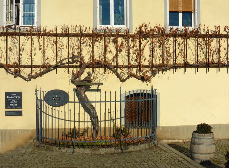 Ältester Rebstock Europas in Maribor - ©Claudia Bernhardt - Eberhardt TRAVEL