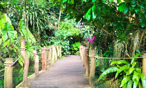 Botanischer Garten in Prag - Tropenhaus Fata Morgana &ndash; &copy; hancik - stock.adobe.com