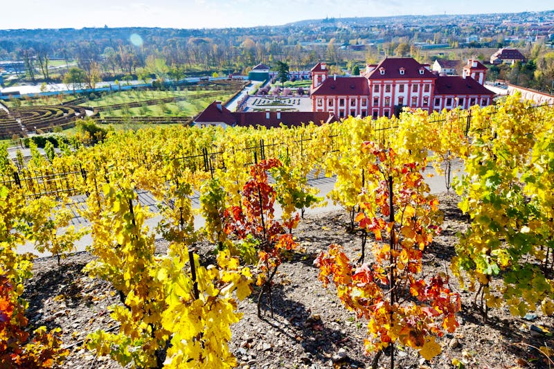 Botanischer Garten in Prag - Weinberg zur Heiligen Klara - ©Michaela Jílková - stock.adobe.com