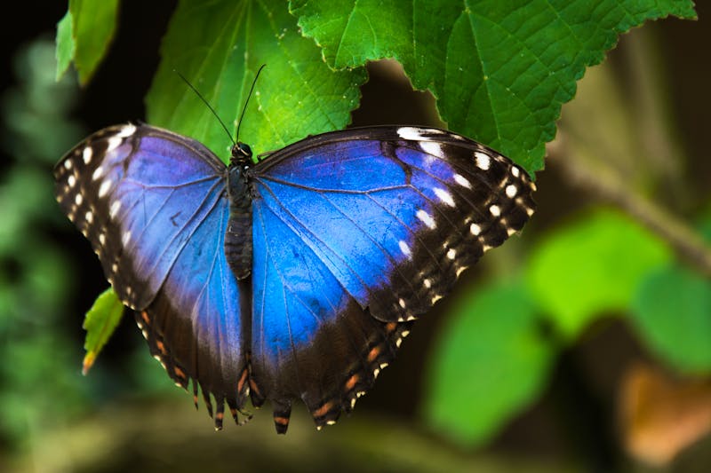 Botanischer Garten in Prag - exotischer Schmetterling im Tropenhaus Fata Morgana - ©Daniela - stock.adobe.com