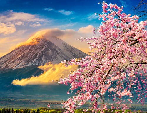 Fujisan - Blick auf den heiligen Berg zur Zeit Jaoans der kirschblüte – © tawatchai1990 - AdobeStock.com