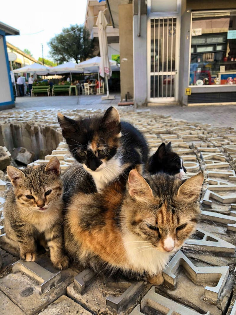 heilige Katzen in der Altstadt von Nikosia - Zypern - ©Laura Wonneberger