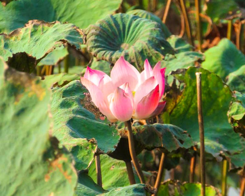 Lotusblüte in der Trockenen Halong-Bucht - ©Elena Hinz - Eberhardt TRAVEL