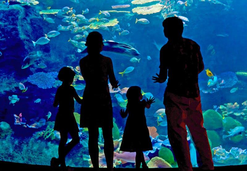 Familie zu Besuch im Aquarium - ©Iuliia Sokolovska - stock.adobe.com
