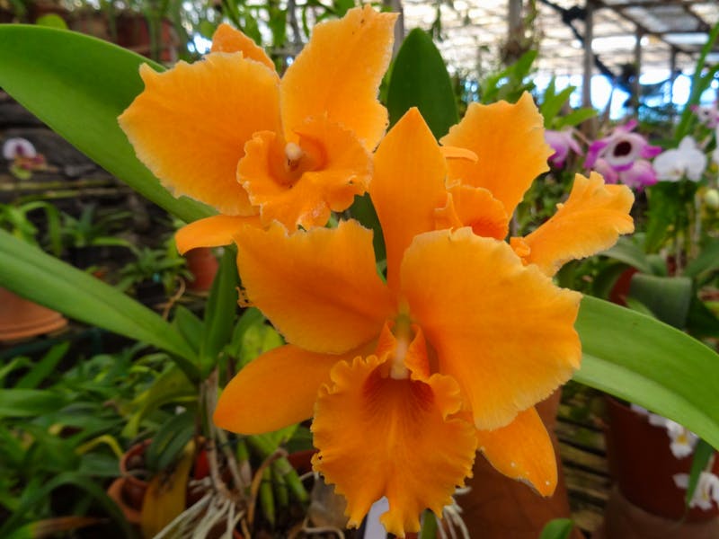 Im Orchideengarten Quinta da Boa Vista - ©Hans-Joachim Trutz - Eberhardt TRAVEL