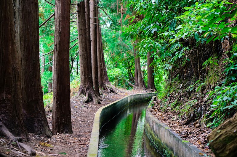 Levada Faja do Rodrigues auf Madeira - ©Paulina - stock.adobe.com