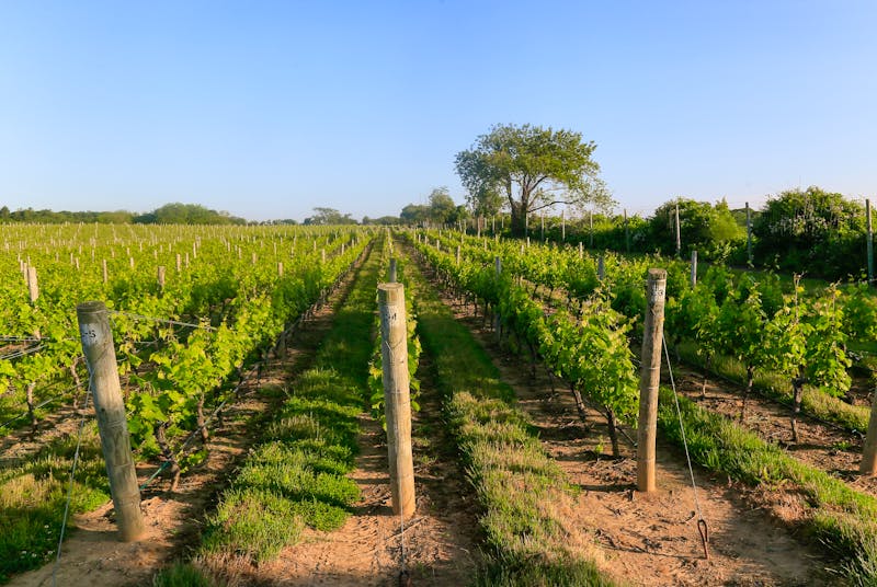 Weinanbau auf Long Island - ©alison - stock.adobe.com