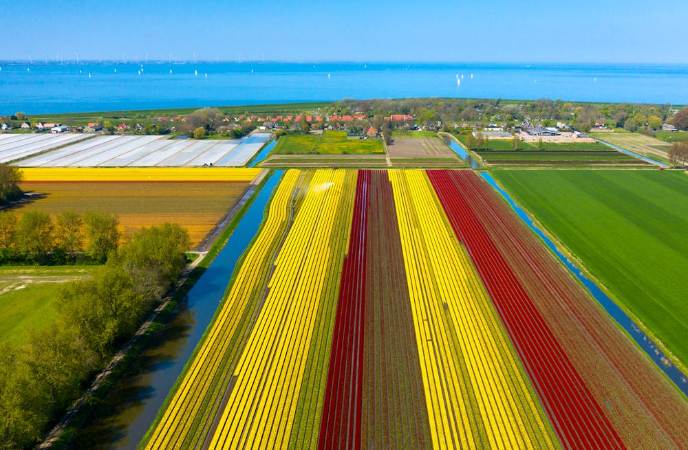Tulpenfelder in der Provinz Flevoland &ndash; &copy; Catalin - stock.adobe.com
