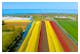 Tulpenfelder in der Provinz Flevoland – © Catalin - stock.adobe.com
