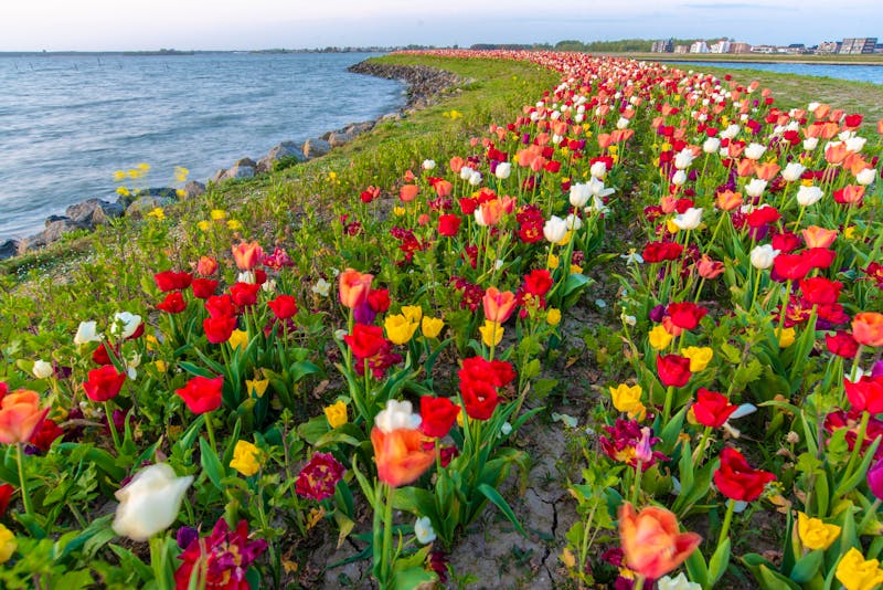 Tulpenanbau in der Provinz Flevoland am IJsselmeer - ©robin - stock.adobe.com