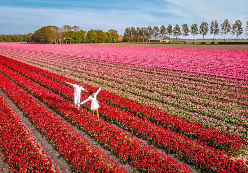 Tulpenfelder in der Provinz Flevoland - ©Fokke Baarssen - stock.adobe.com