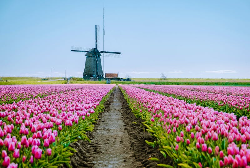 Tulpenfeld in der Provinz Flevoland - &copy;Fokke Baarssen - stock.adobe.com