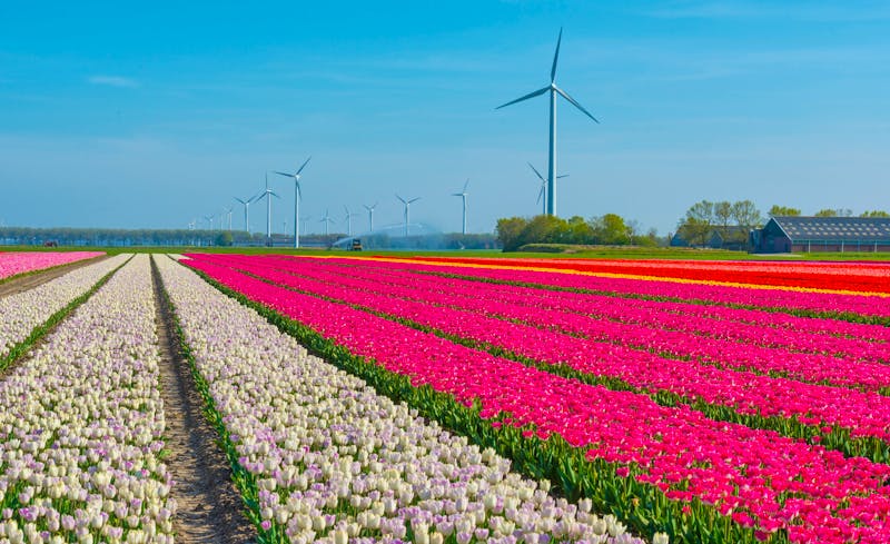 Tulpenfelder in Holland - ©Naj - stock.adobe.com