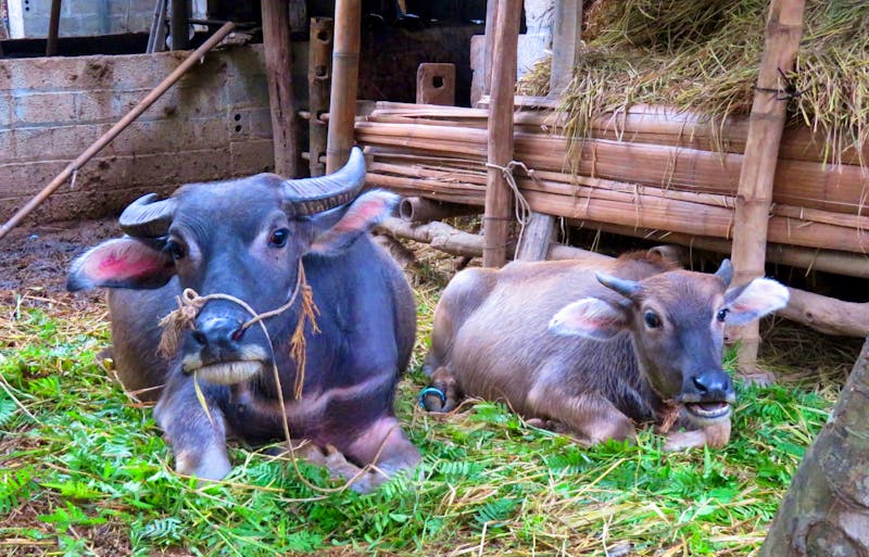 Bauernhof in Mai Chau im Norden Vietnams - ©Elena Hinz - Eberhardt TRAVEL