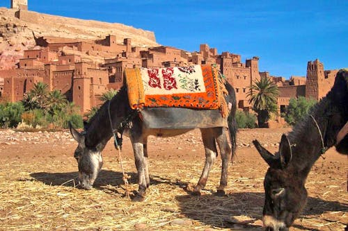 Esel vor der Lehmburg Kasbah Ait Ben Haddou &ndash; &copy; Berit Liebschner - Eberhardt TRAVEL