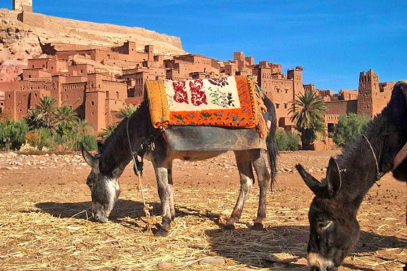 Esel vor der Lehmburg Kasbah Ait Ben Haddou - ©Berit Liebschner - Eberhardt TRAVEL