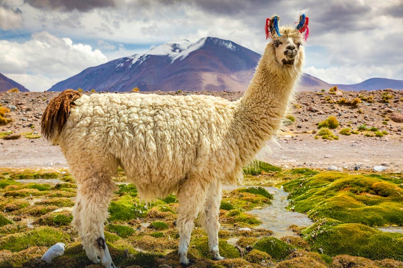 Lama in der Atacama-Wüste in den Anden - &copy;Aide - stock.adobe.com