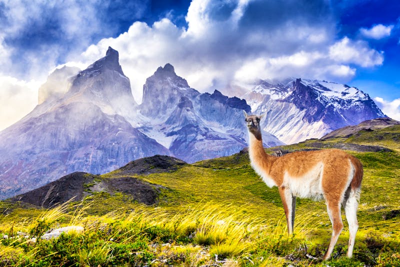 Lama im Nationalpark Torres del Paine in Patagonien - ©ecstk22 - adobeStock.com