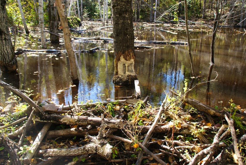 Biberspuren am Lac Taureau - ©Susanne Schirmann - Eberhardt TRAVEL