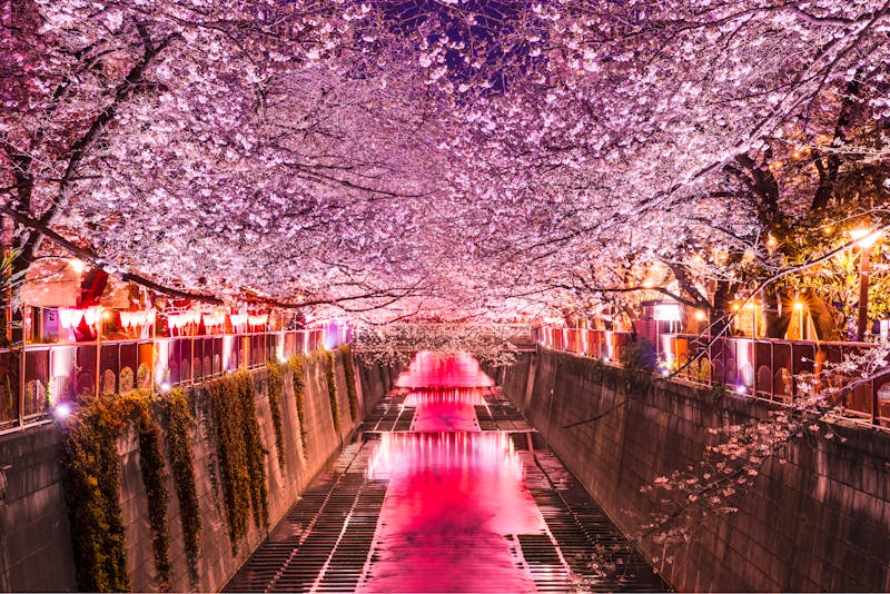 Tokio - Kirschblütezeit am abendlichen Megurogawa-Fluss  - ©picture cells - stock.adobe.com