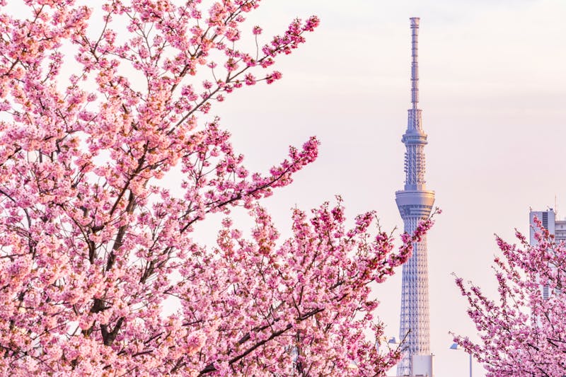 Tokio - Sky Tower und Kirschblüten - ©AKI - stock.adobe.com