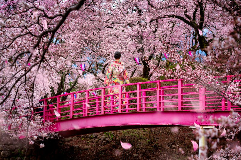Kirschblütensaison in Tokio - traditionell gekleidete Frau spaziert in einer Parkanlage - ©anekoho - stock.adobe.com